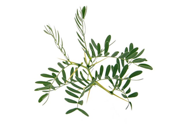 acacia