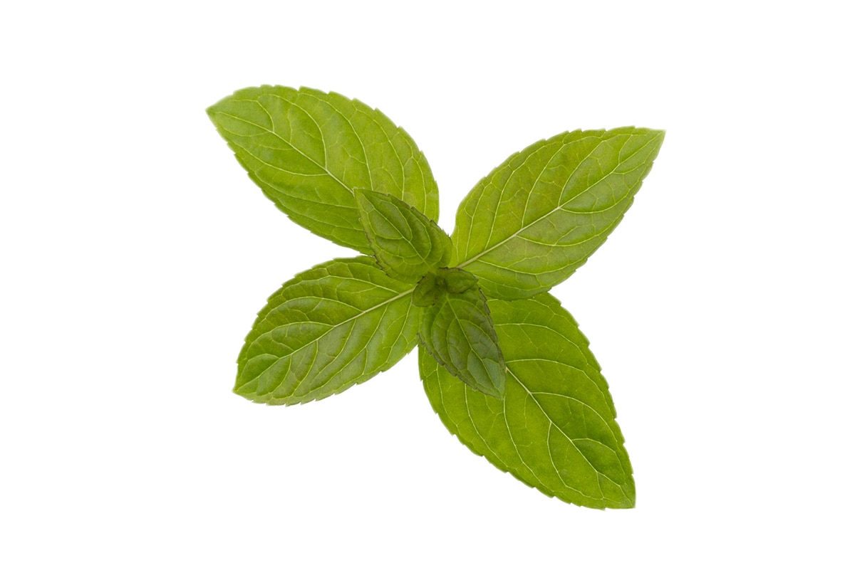peppermint