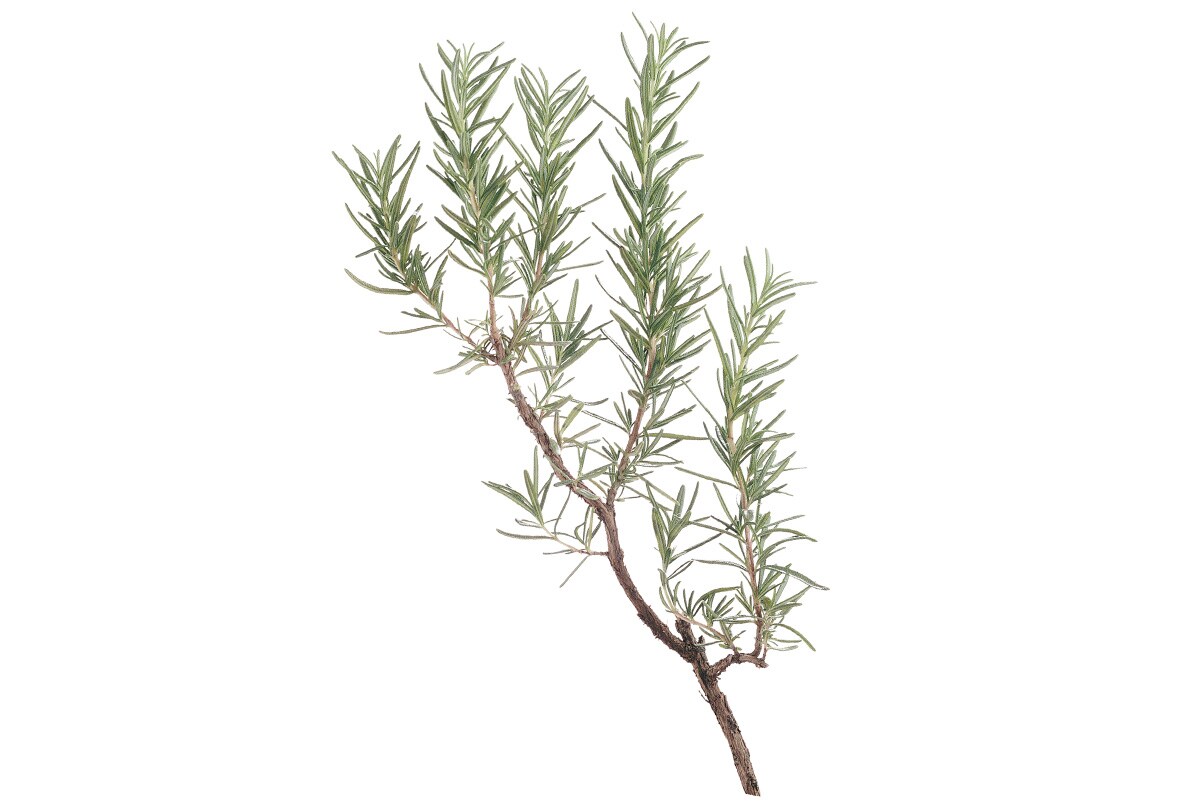 rosemary