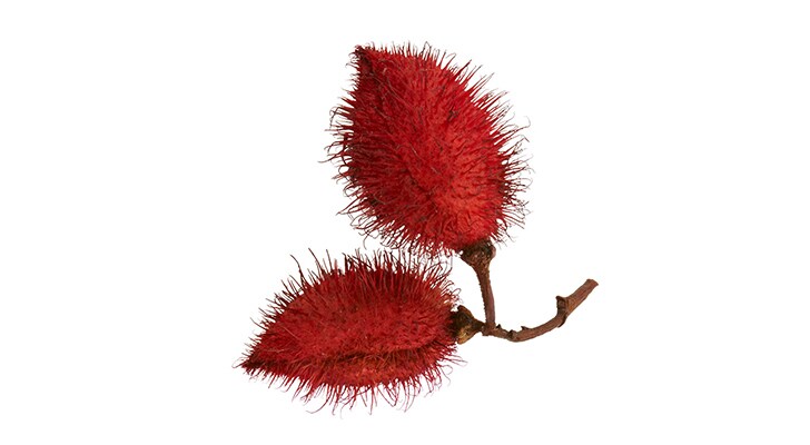 BIXA ORELLANA (ANNATTO) SEED EXTRACT