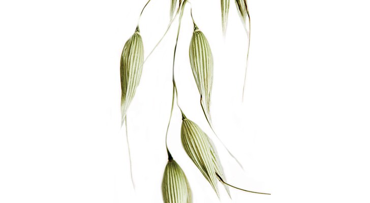 AVENA SATIVA (OAT) BRAN EXTRACT