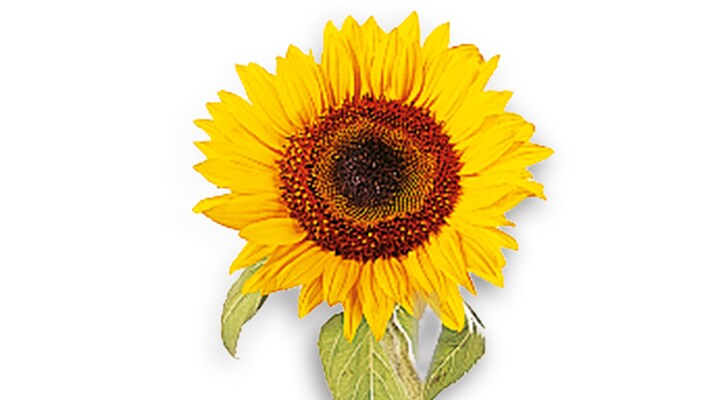 HELIANTHUS ANNUUS (SUNFLOWER) SEED OIL